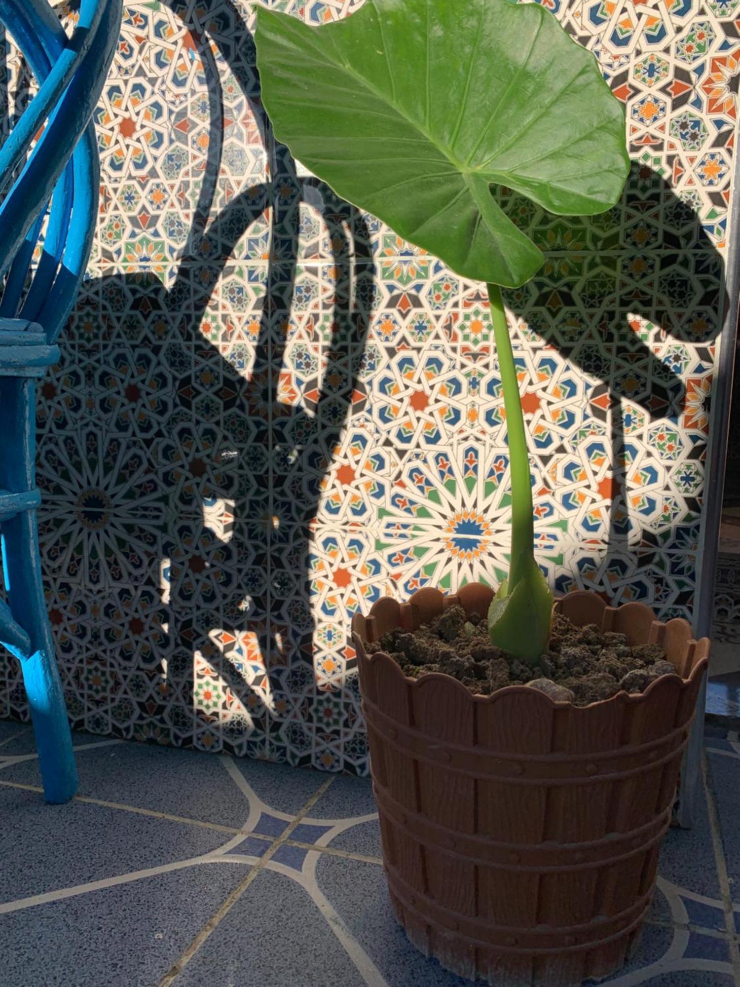Beach House Arzila Exterior foto